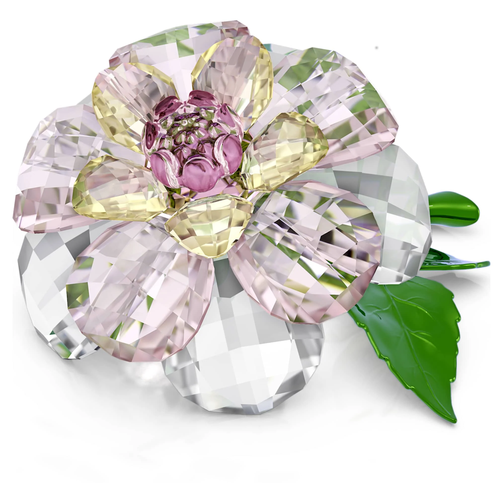 Florere Camellia