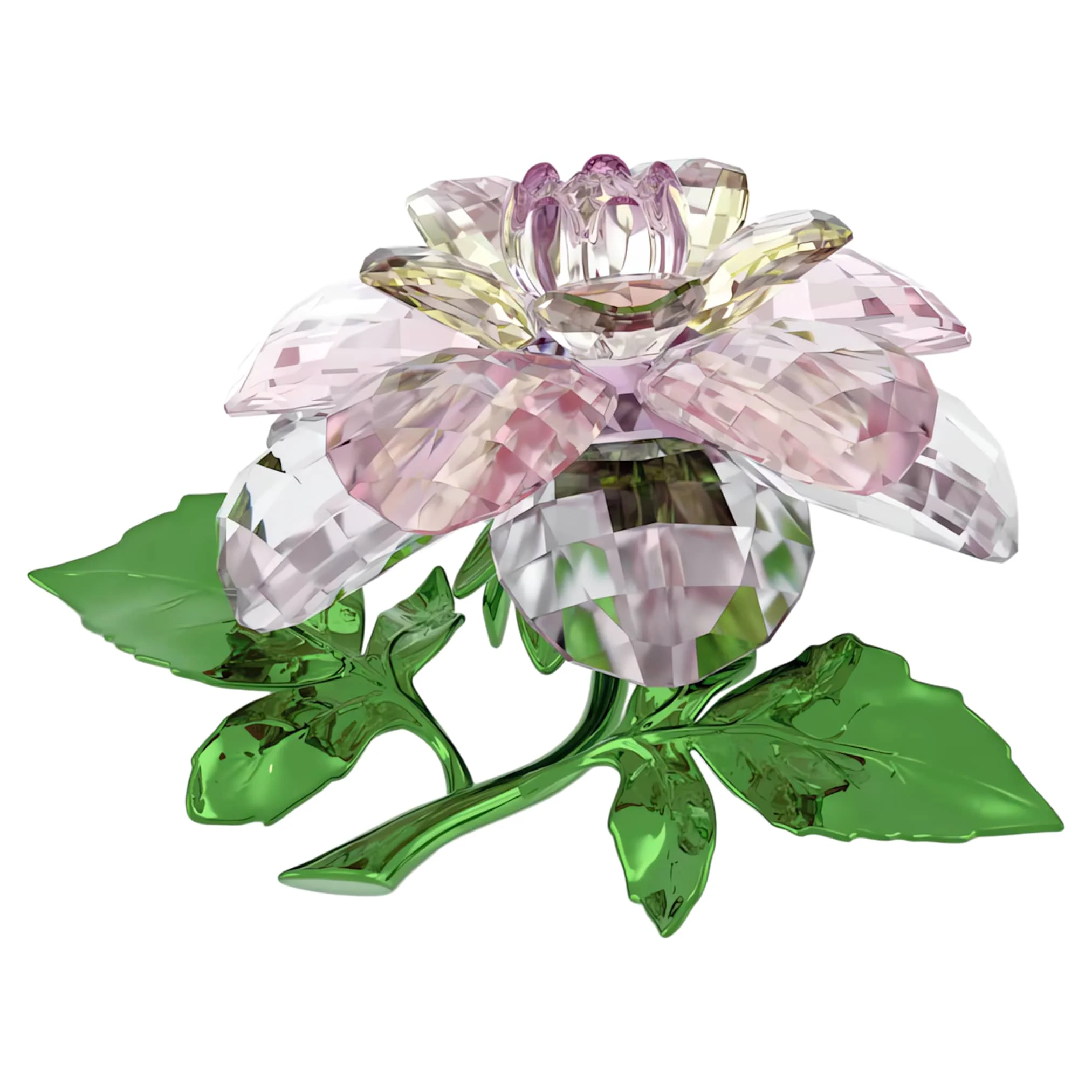 Florere Camellia - Image 3