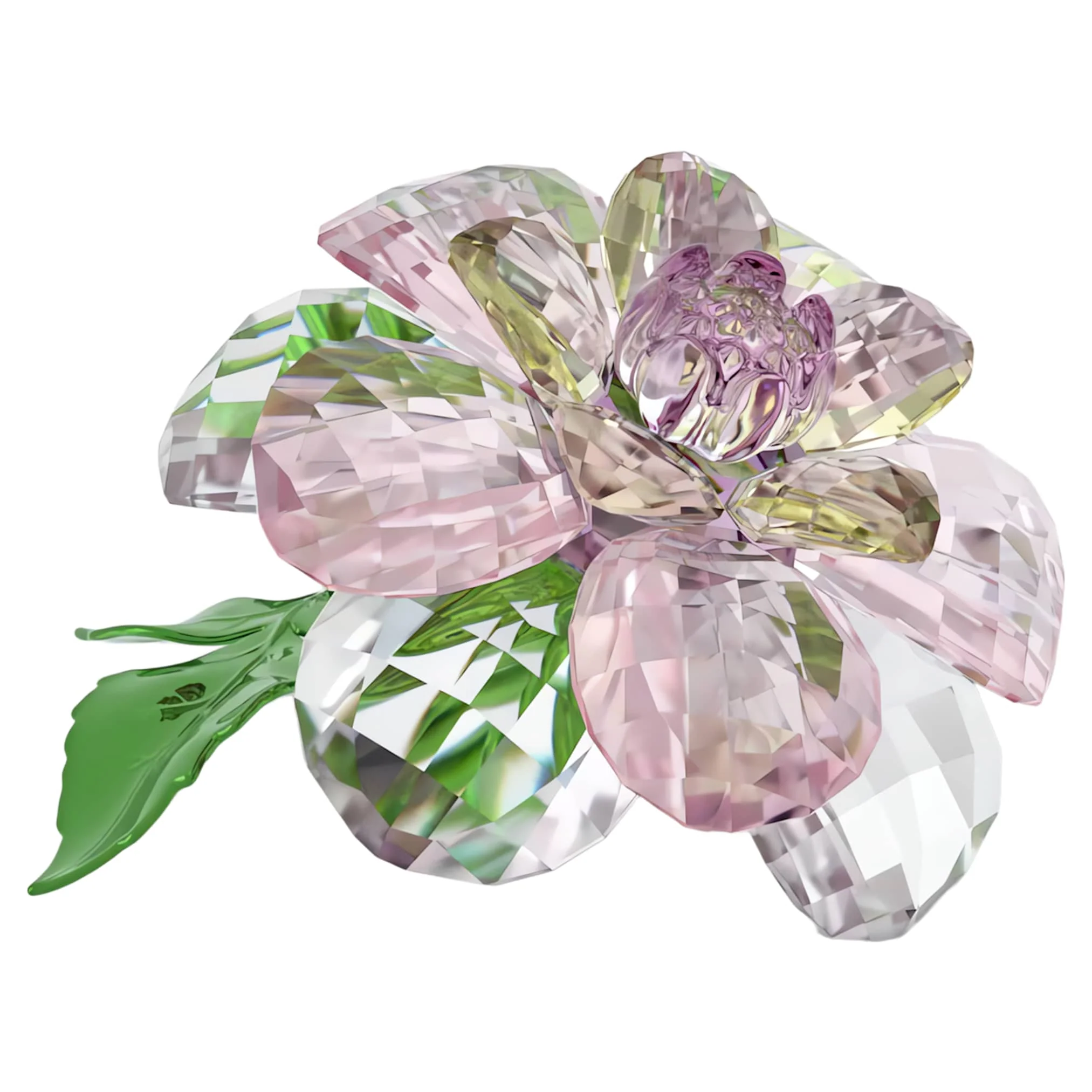 Florere Camellia - Image 4