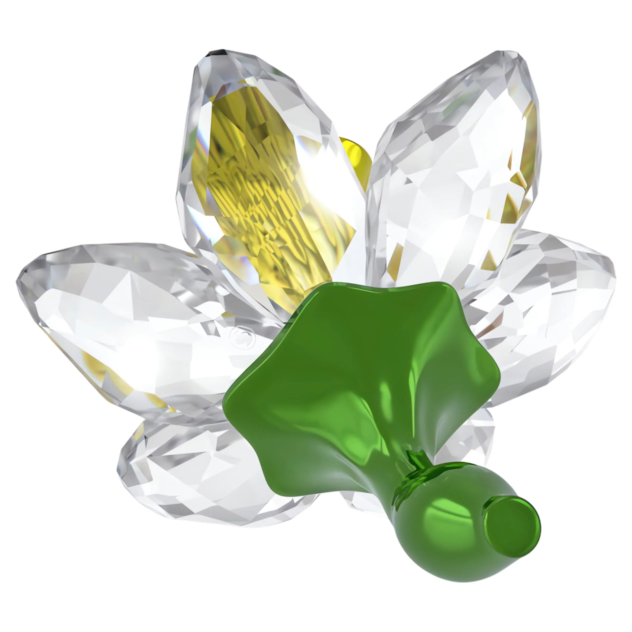 Florere Daffodil - Image 3